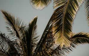 Preview wallpaper palm tree, branches, leaves