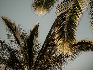 Preview wallpaper palm tree, branches, leaves