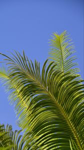 Preview wallpaper palm tree, branches, leaves, sky, green