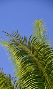 Preview wallpaper palm tree, branches, leaves, sky, green
