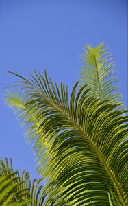 Preview wallpaper palm tree, branches, leaves, sky, green