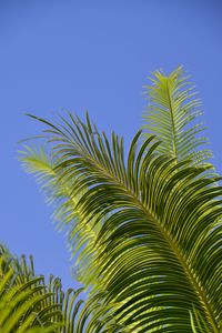 Preview wallpaper palm tree, branches, leaves, sky, green