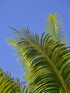 Preview wallpaper palm tree, branches, leaves, sky, green