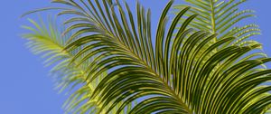 Preview wallpaper palm tree, branches, leaves, sky, green