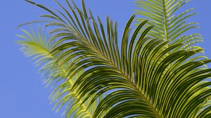 Preview wallpaper palm tree, branches, leaves, sky, green