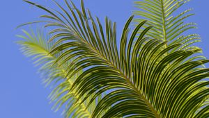 Preview wallpaper palm tree, branches, leaves, sky, green