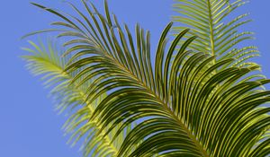 Preview wallpaper palm tree, branches, leaves, sky, green