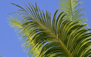 Preview wallpaper palm tree, branches, leaves, sky, green