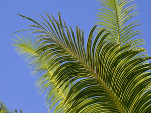 Preview wallpaper palm tree, branches, leaves, sky, green