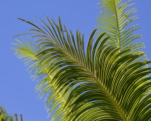 Preview wallpaper palm tree, branches, leaves, sky, green