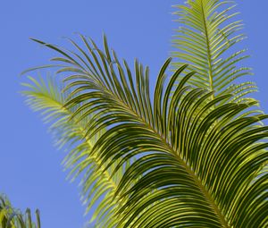 Preview wallpaper palm tree, branches, leaves, sky, green