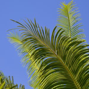 Preview wallpaper palm tree, branches, leaves, sky, green