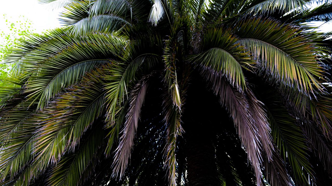 Wallpaper palm tree, branches, leaves, macro