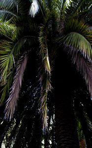 Preview wallpaper palm tree, branches, leaves, macro