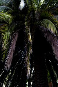 Preview wallpaper palm tree, branches, leaves, macro