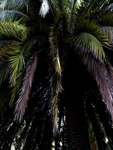 Preview wallpaper palm tree, branches, leaves, macro