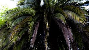 Preview wallpaper palm tree, branches, leaves, macro