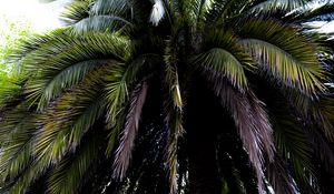 Preview wallpaper palm tree, branches, leaves, macro