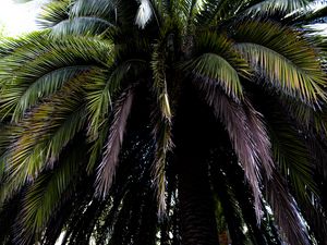 Preview wallpaper palm tree, branches, leaves, macro