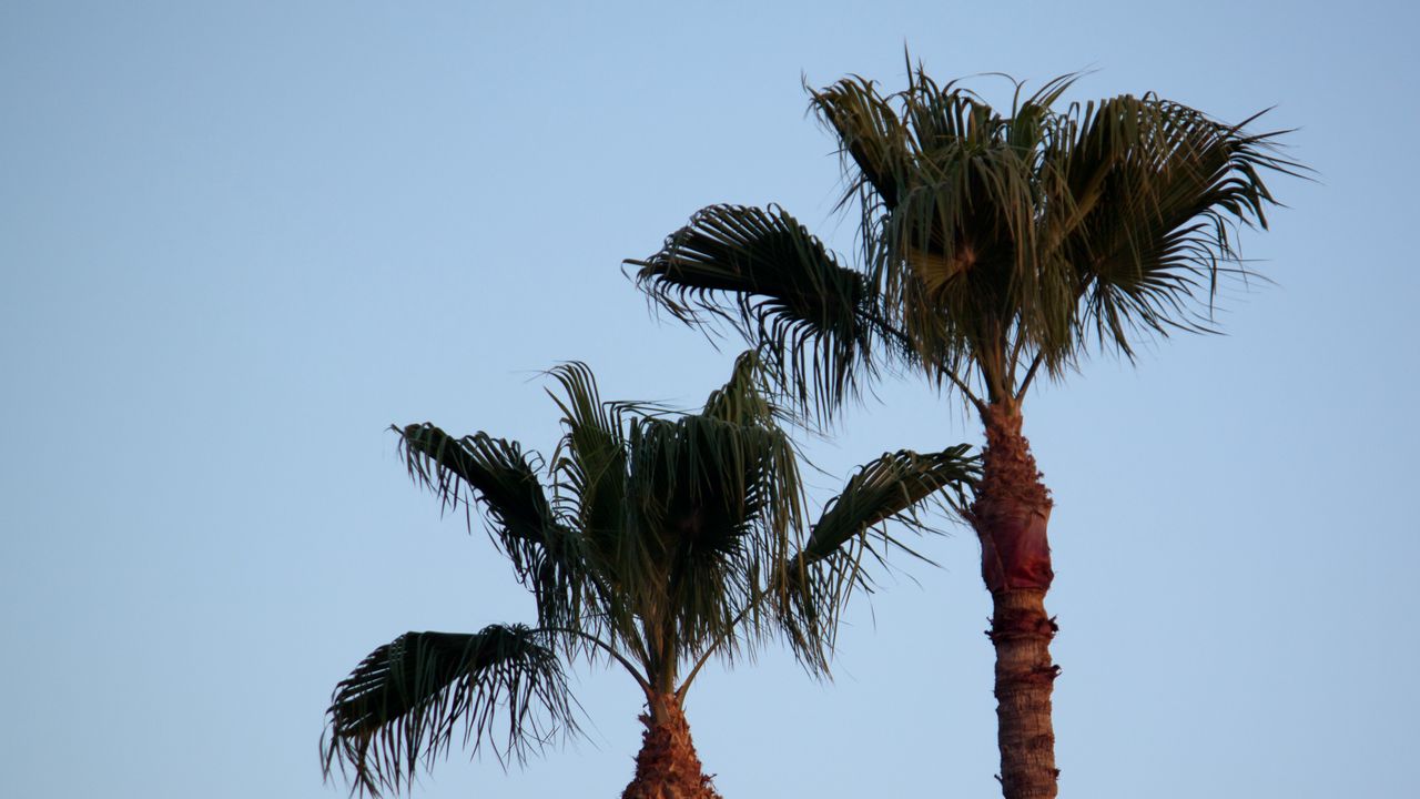 Wallpaper palm tree, branches, leaves, sky, tree