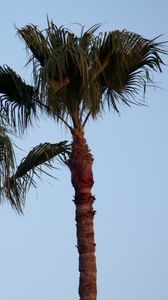 Preview wallpaper palm tree, branches, leaves, sky, tree