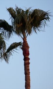 Preview wallpaper palm tree, branches, leaves, sky, tree