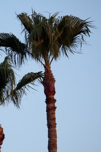 Preview wallpaper palm tree, branches, leaves, sky, tree