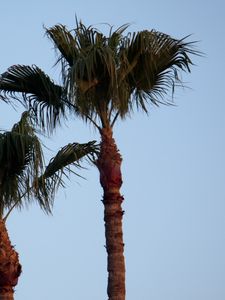 Preview wallpaper palm tree, branches, leaves, sky, tree