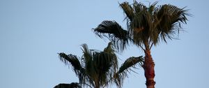 Preview wallpaper palm tree, branches, leaves, sky, tree