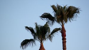 Preview wallpaper palm tree, branches, leaves, sky, tree