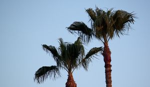 Preview wallpaper palm tree, branches, leaves, sky, tree