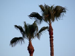 Preview wallpaper palm tree, branches, leaves, sky, tree