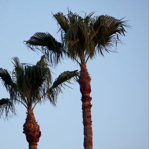 Preview wallpaper palm tree, branches, leaves, sky, tree