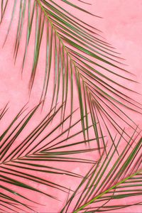 Preview wallpaper palm tree, branches, pastel, leaves, minimalism