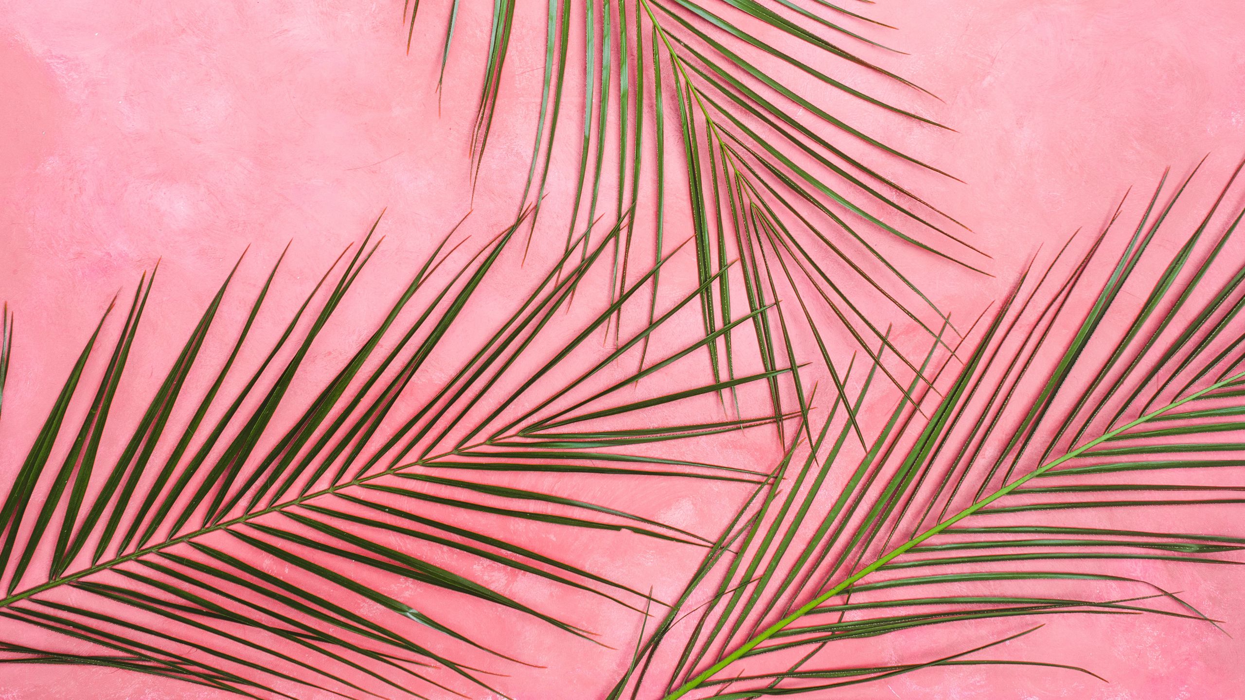 Download wallpaper 2560x1440 palm tree, branches, pastel, leaves,  minimalism widescreen 16:9 hd background
