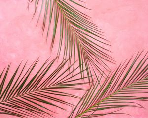 Preview wallpaper palm tree, branches, pastel, leaves, minimalism