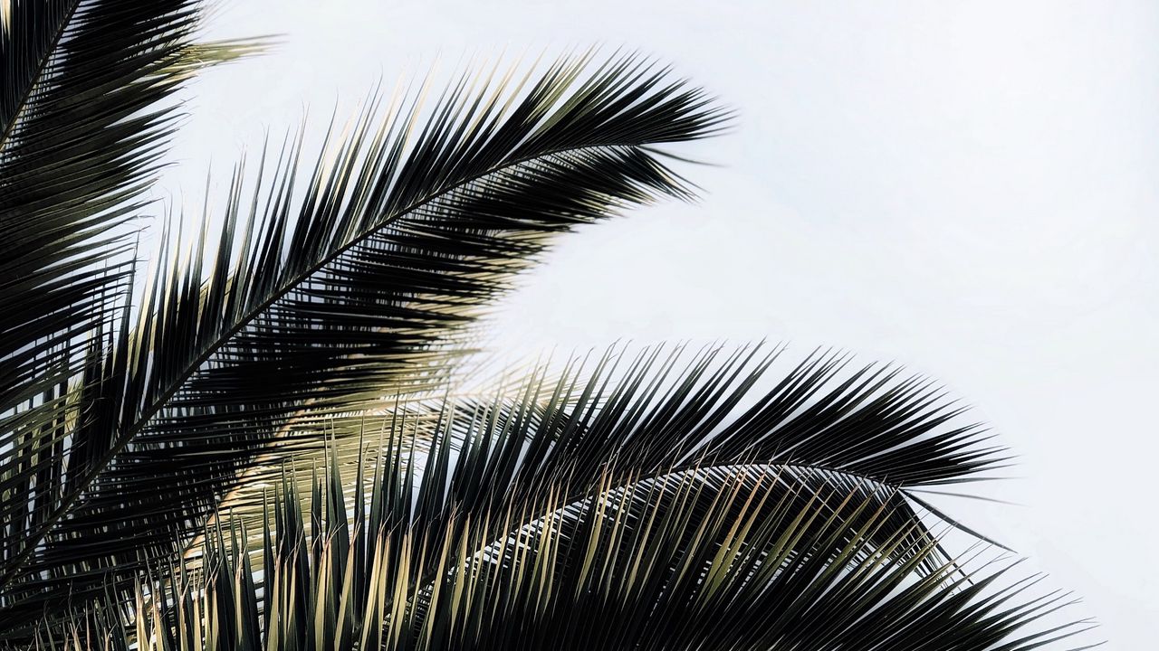 Wallpaper palm tree, branches, plant, sky