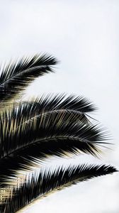 Preview wallpaper palm tree, branches, plant, sky