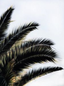 Preview wallpaper palm tree, branches, plant, sky