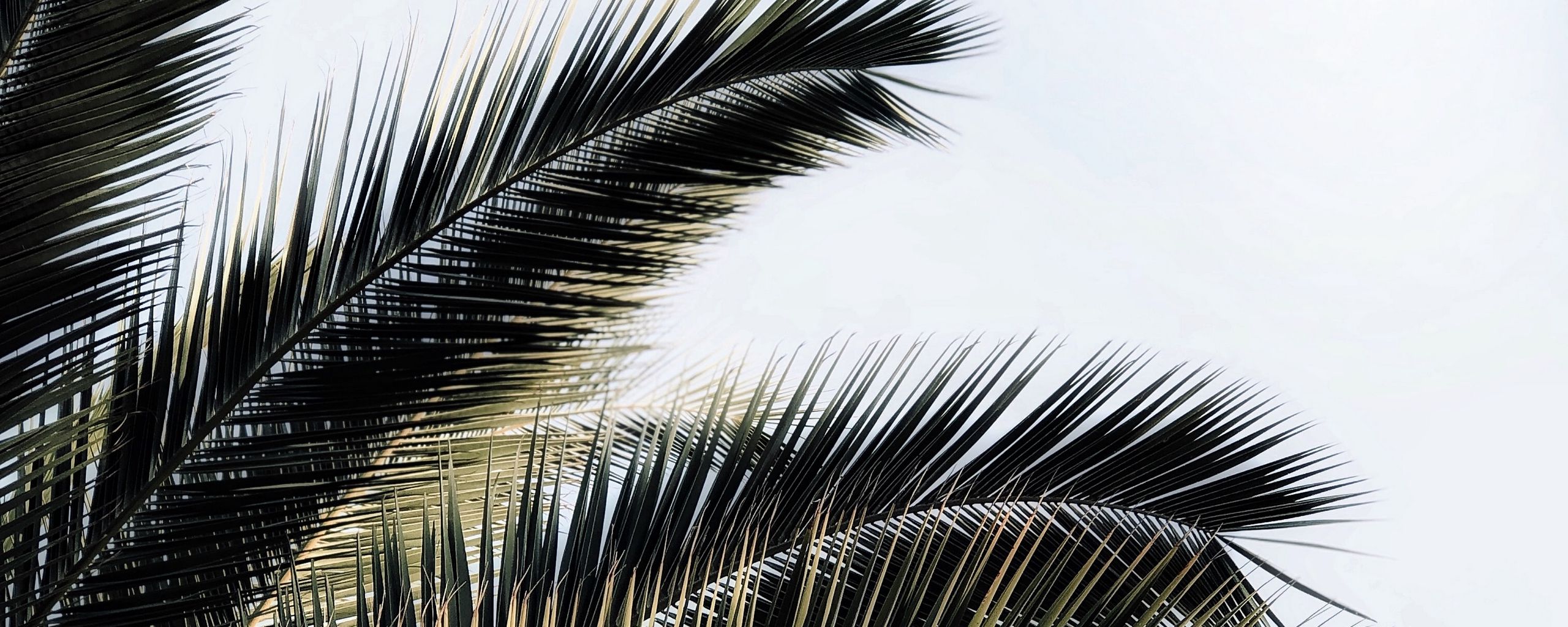 Download   2560x1024 Palm Tree Branches Plant Sky Ultrawide   Palm Tree Branches Plant 191609 2560x1024 