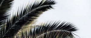 Preview wallpaper palm tree, branches, plant, sky