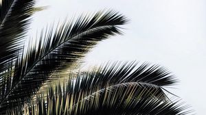 Preview wallpaper palm tree, branches, plant, sky