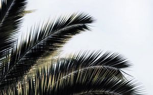 Preview wallpaper palm tree, branches, plant, sky