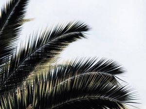 Preview wallpaper palm tree, branches, plant, sky