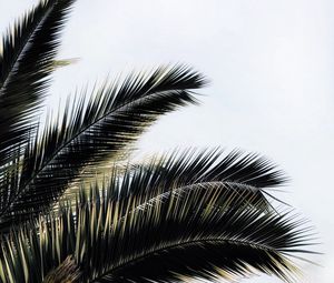 Preview wallpaper palm tree, branches, plant, sky