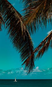 Preview wallpaper palm tree, branches, sea, horizon
