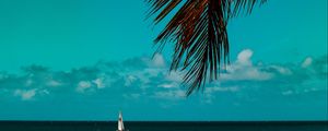 Preview wallpaper palm tree, branches, sea, horizon