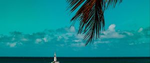 Preview wallpaper palm tree, branches, sea, horizon