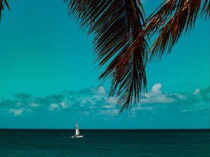 Preview wallpaper palm tree, branches, sea, horizon