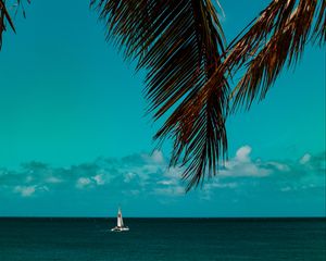 Preview wallpaper palm tree, branches, sea, horizon